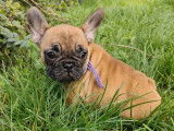 3 chiots Bouledogues Français LOF disponibles à l'achat