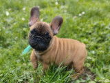 3 chiots Bouledogues Français LOF disponibles à l'achat