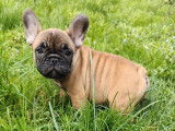 3 chiots Bouledogues Français LOF disponibles à l'achat