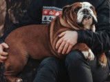 Chienne Bulldog Anglais LOF de 4 ans disponible &agrave; la vente