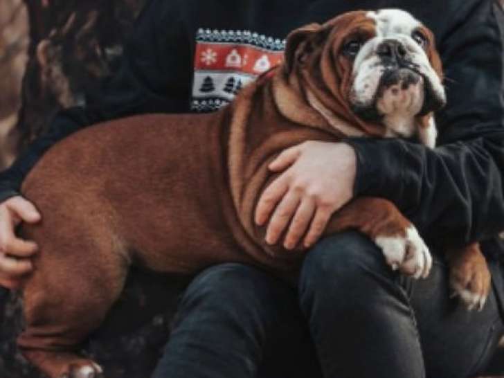 Chienne Bulldog Anglais LOF de 4 ans disponible à la vente
