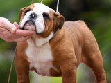 Chienne Bulldog Anglais LOF de 4 ans disponible &agrave; la vente