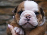 Chienne Bulldog Anglais LOF de 4 ans disponible &agrave; la vente