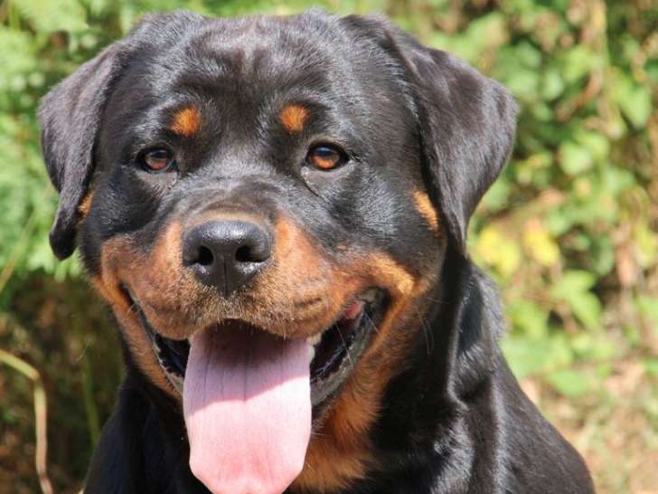 Chienne Rottweiler noire et feu LOF de 6 ans à vendre