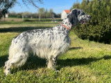 Chien Setter Anglais LOF 3 ans disponible pour saillie