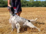 Chien Setter Anglais LOF 3 ans disponible pour saillie