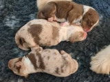5 chiots Bergers Australiens à réserver