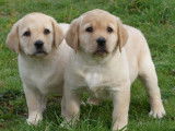 4 chiots Labradors sable disponible à l'achat