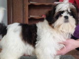 3 chiots femelles Shih Tzu LOF à vendre