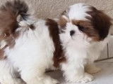 3 chiots femelles Shih Tzu LOF à vendre