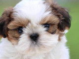 2 chiots mâles Shih Tzu LOF rouge et blanc à vendre
