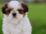 2 chiots mâles Shih Tzu LOF rouge et blanc à vendre