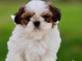 2 chiots mâles Shih Tzu LOF rouge et blanc à vendre
