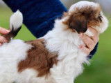 2 chiots mâles Shih Tzu LOF rouge et blanc à vendre