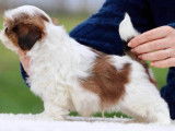 2 chiots mâles Shih Tzu LOF rouge et blanc à vendre