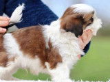 2 chiots mâles Shih Tzu LOF rouge et blanc à vendre