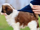 2 chiots mâles Shih Tzu LOF rouge et blanc à vendre