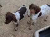 &Agrave; vendre, 2 chiots m&acirc;les &Eacute;pagneuls Bretons LOF, de d&eacute;cembre 2023