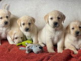 À réserver, 7 chiots mâles Labradors Retrievers LOF, de janvier 2024