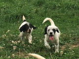 À réserver : 8 chiots Setter Anglais LOF, de février 2024