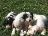 À réserver : 8 chiots Setter Anglais LOF, de février 2024