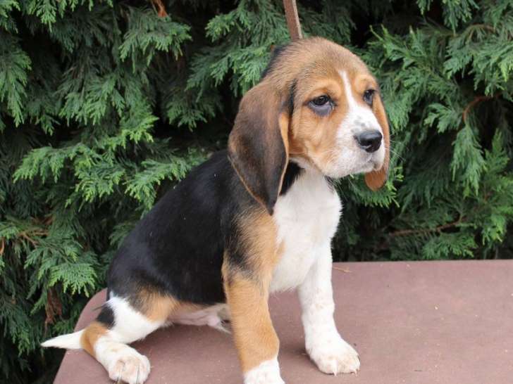 À vendre, 4 chiots Beagles LOF, de novembre 2023