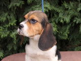 À vendre, 4 chiots Beagles LOF, de novembre 2023