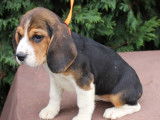 À vendre, 4 chiots Beagles LOF, de novembre 2023