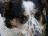 À adopter : chien de 4 ans