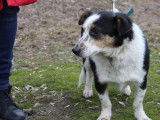 À adopter : chien de 4 ans