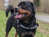 Chien noir et feu à adopter