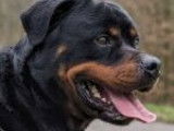 Chien noir et feu à adopter
