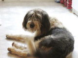 Chienne tricolore à accueillir dans une famille