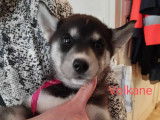 Chiots Husky à vendre