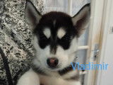 Chiots Husky à vendre