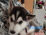 Chiots Husky à vendre