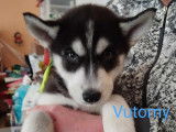 Chiots Husky à vendre