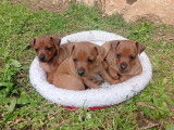 Chiots Pinscher Nain à vendre