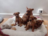 Chiots Pinscher Nain à vendre