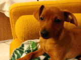 Chiots Pinscher Nain à vendre