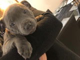 Mâle Staffordshire Bull Terrier disponible pour saillie