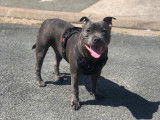 Mâle Staffordshire Bull Terrier disponible pour saillie