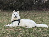 Neo, mâle Berger Blanc Suisse LOF disponible pour saillie