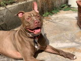 Chien de type Pitbull &agrave; adopter