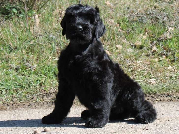 Chiots Terrier Noir Russe LOF à vendre