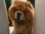 Mâle Chow Chow LOF disponible pour saillie