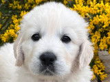 Chiots Golden Retriever LOF &agrave; vendre