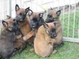 Chiots Berger Malinois LOF à réserver