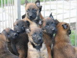 Chiots Berger Malinois LOF à réserver