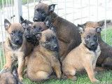 Chiots Berger Malinois LOF à réserver